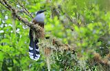 Chestnut-bellied Cuckoo